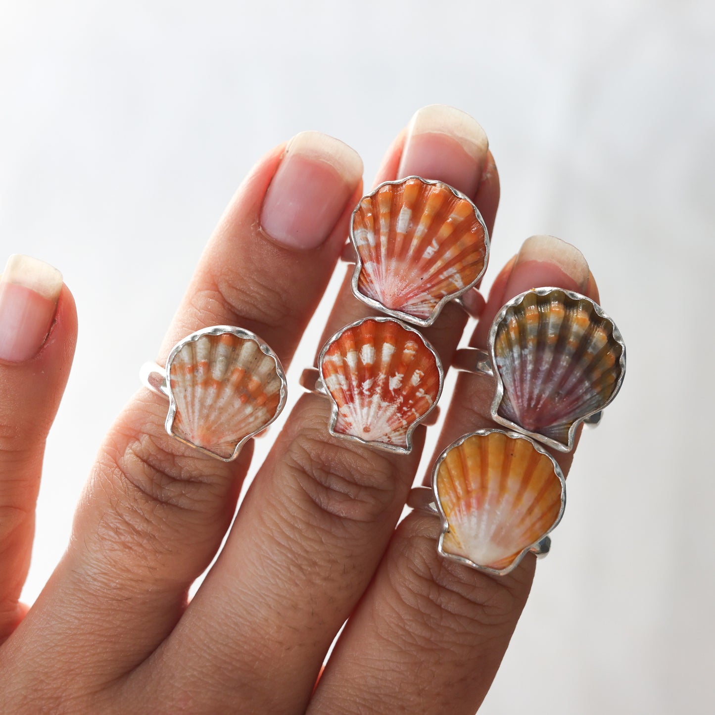 Silver Sunrise Shell Rings